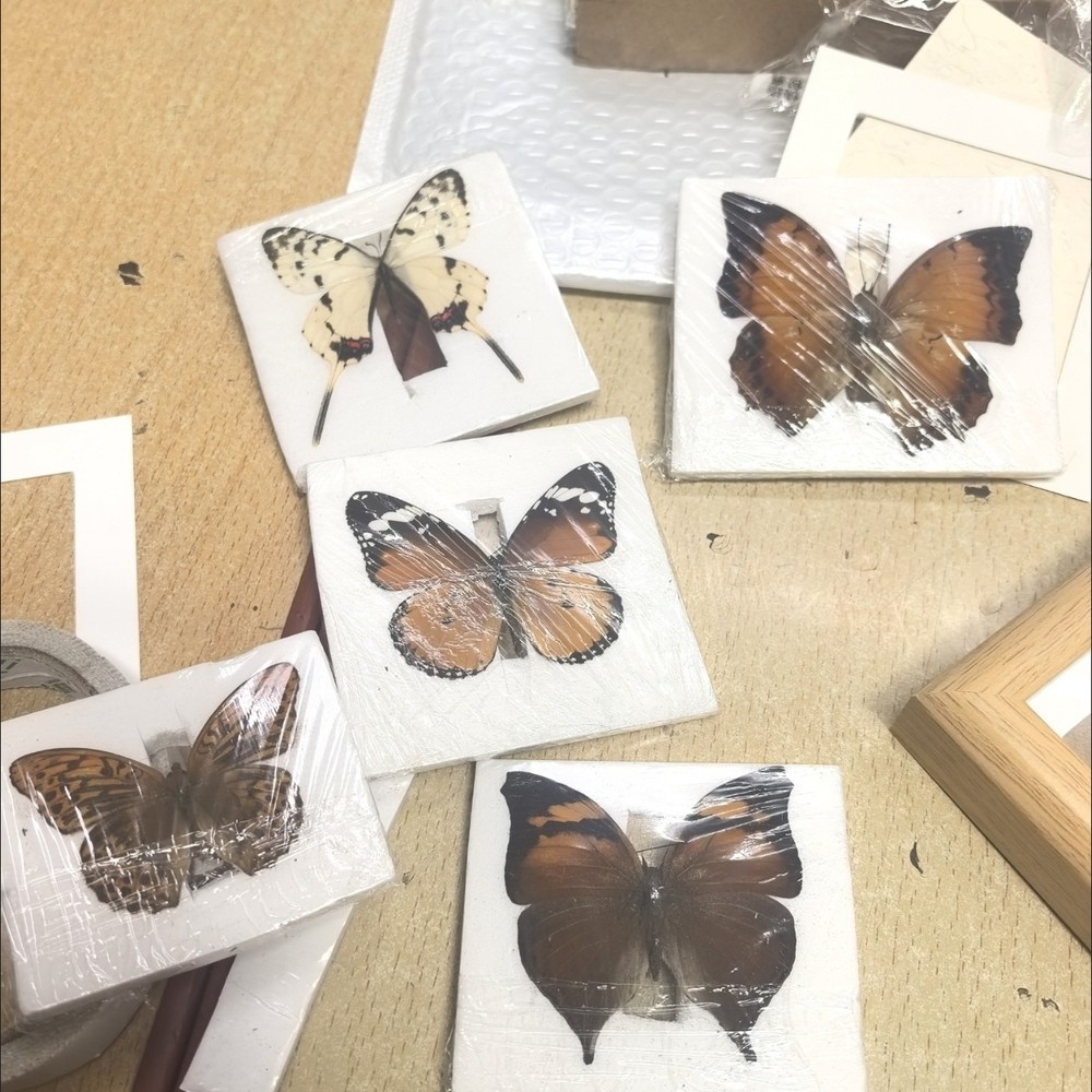 30 Assorted Real Butterfly Specimens Spread Wing PVC Packed A1-A- Grade