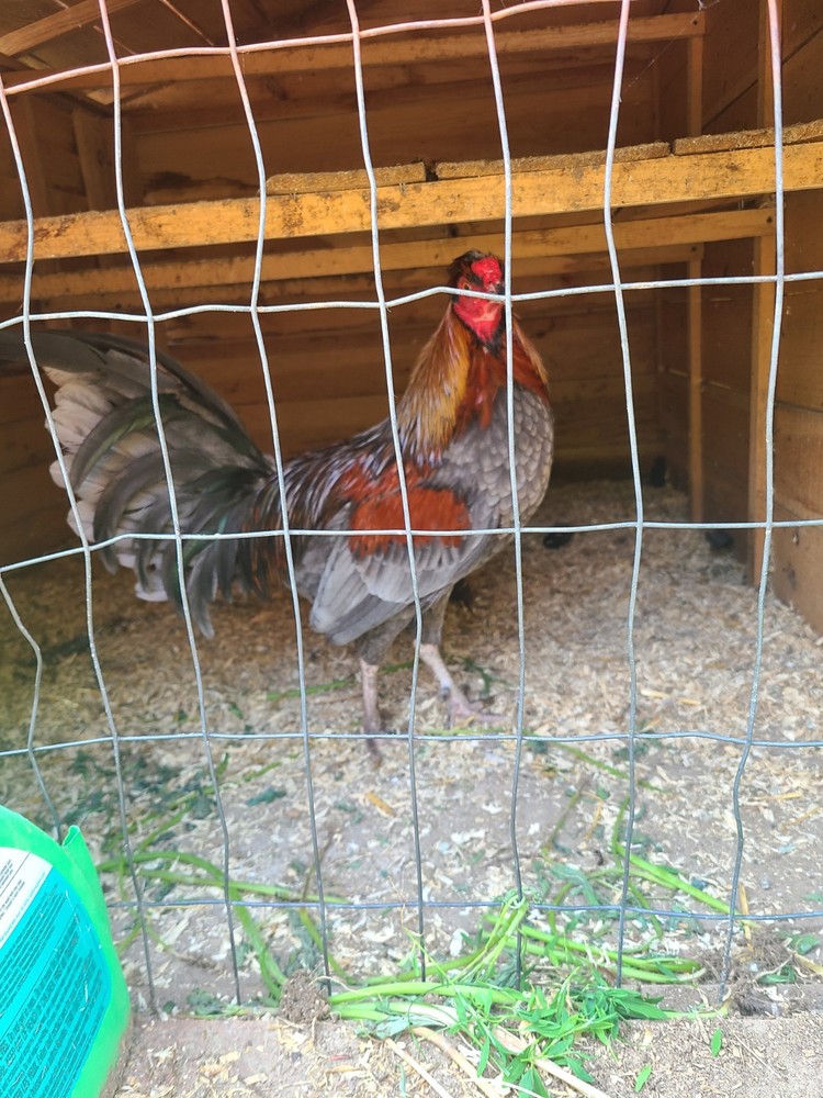 BLUE TOPPYS HATCHING EGGS 6+