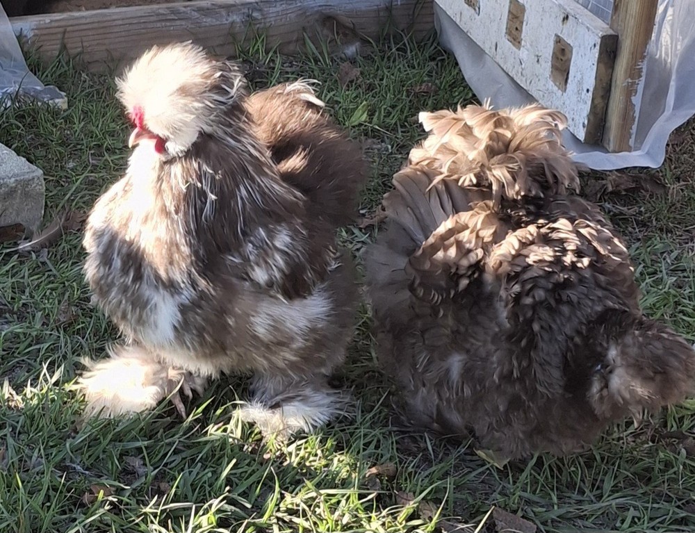 6 SILKIE Hatch Eggs (Assorted) Mottled, Pencil Laced, Partridge NPIP