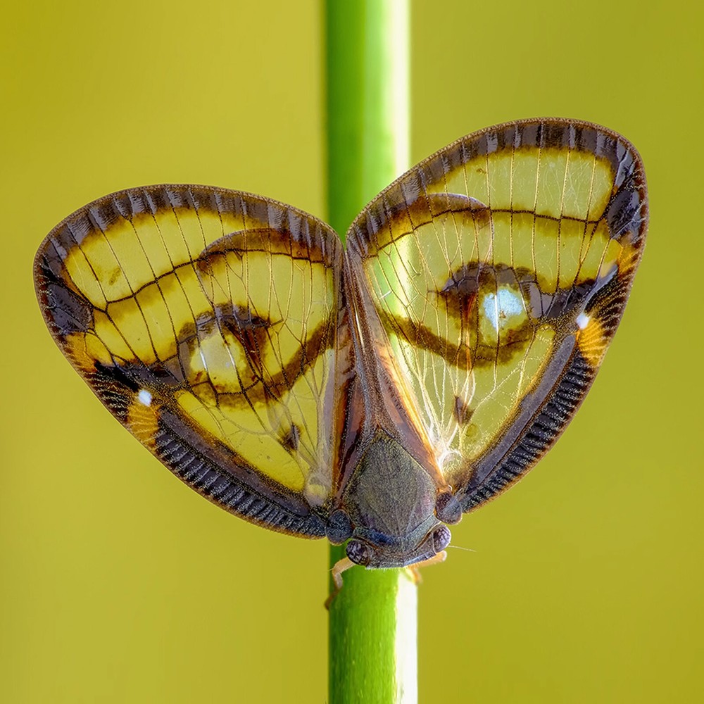 Universal Macro Flash Speedlite Softbox Diffuser Reflector Snoot Diffuser