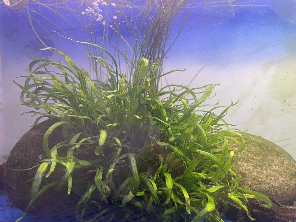A Loose of Java Fern Trident-Microsorium Pteropus (10 Leafs+)