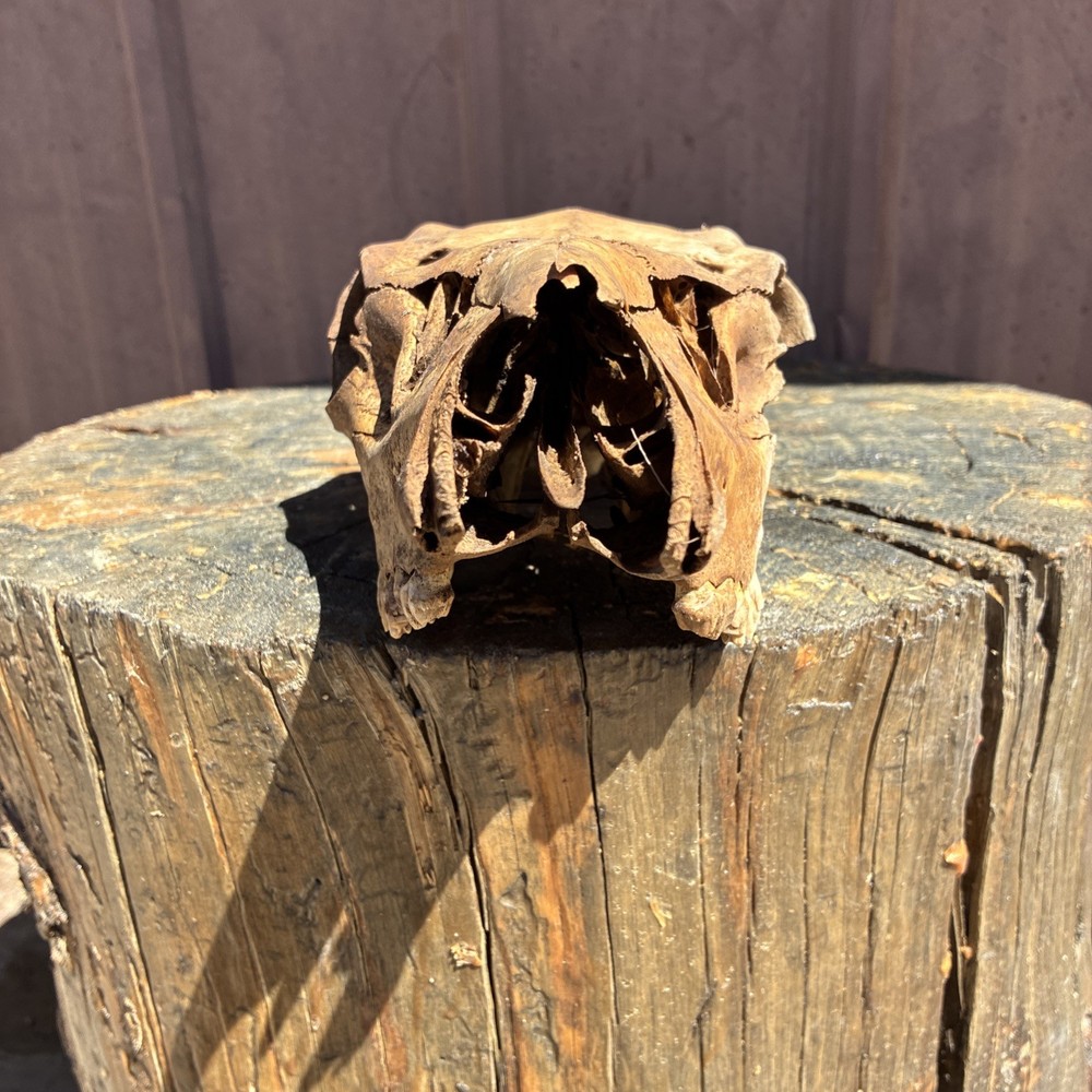 Mule Deer Skull Large Animal Doe Mule Deer