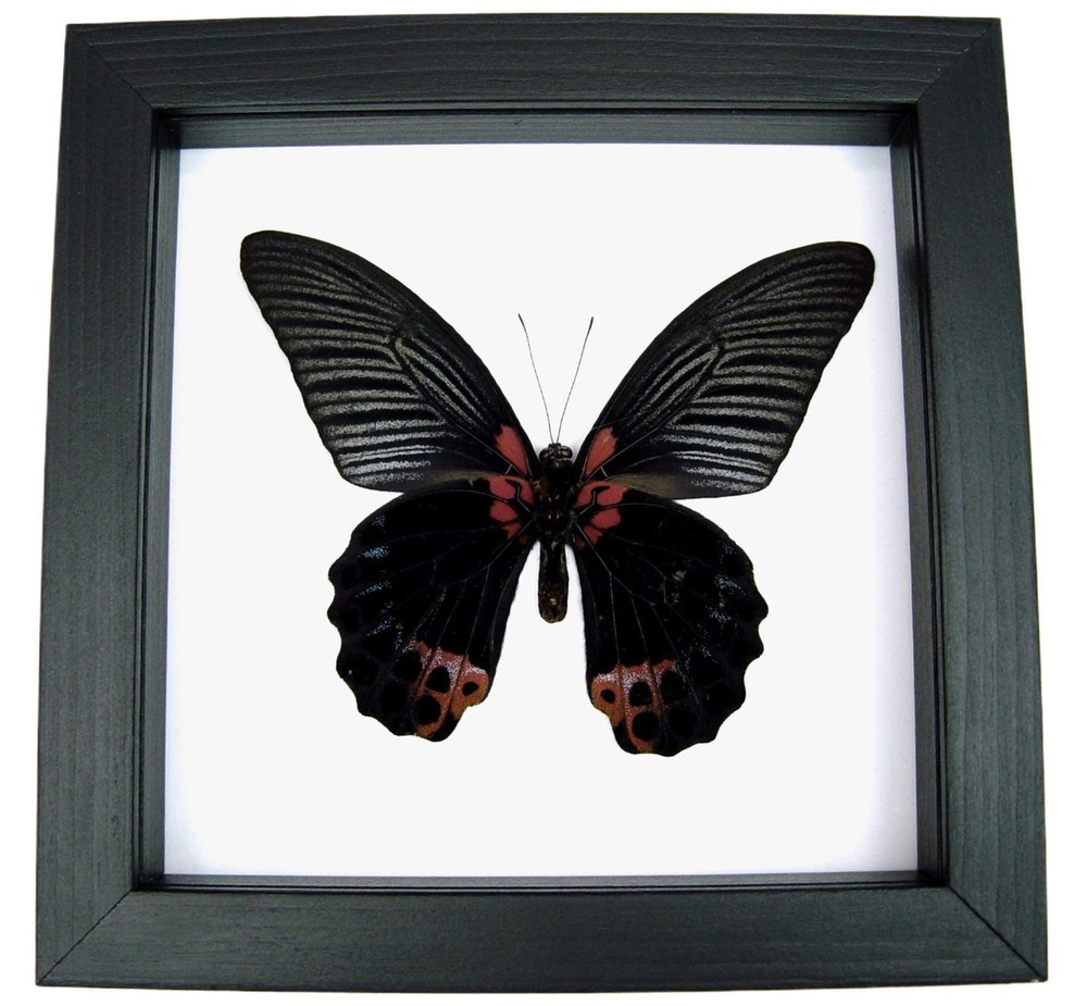 Framed Mormon Butterfly Display: Black Wood Shadowbox Frame, UV Protected