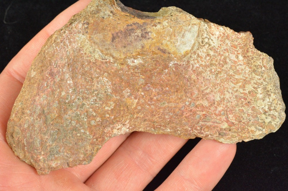 Agatized Dinosaur Bone, Complete Round, Utah, Polished 4.5x2x1"