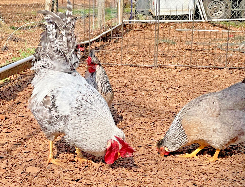 Crested Cream Legbar hatching eggs 6+1