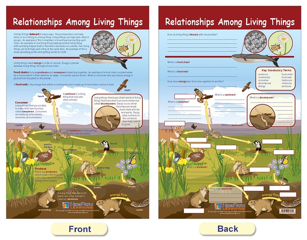 NewPath Learning Ecology Bulletin Board Charts, Set/3 - Laminated, Double-Sid...