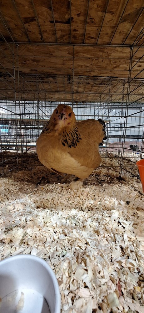 7 + Buff Bantam Brahma Hatching Eggs From Our Show Lines!!!