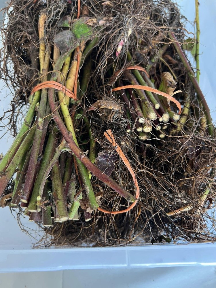 Ouachita Blackberry Bare Root Plants (10 Pack) - Thornless