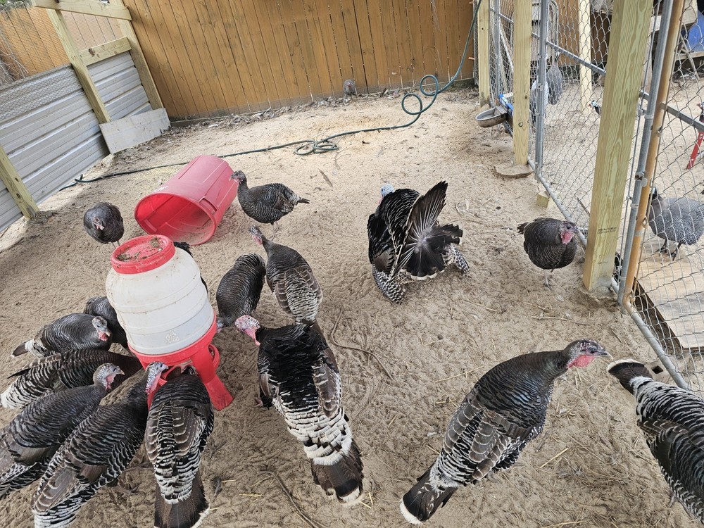 6 Eastern Turkey eggs for hatching