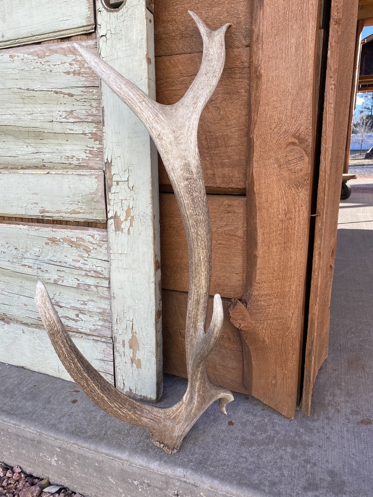 Unique “Freak” Elk Shed ~ Antler
