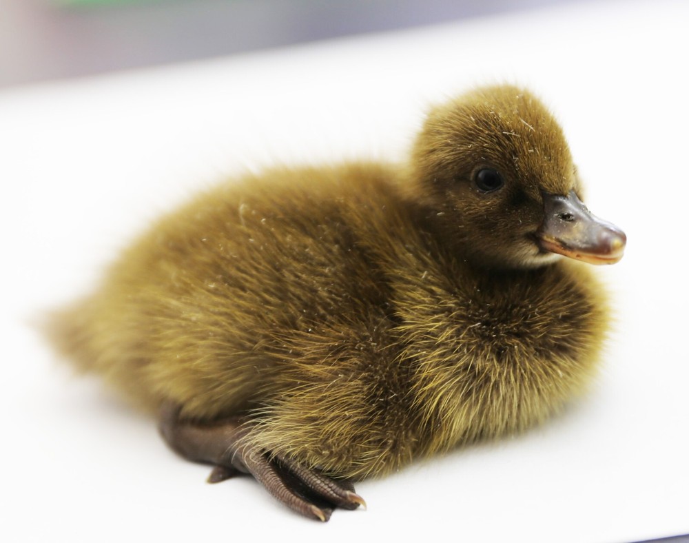 6 Khaki Campbell Duck Hatching Eggs