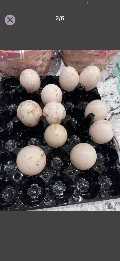 Muscovy Duck Hatching Eggs