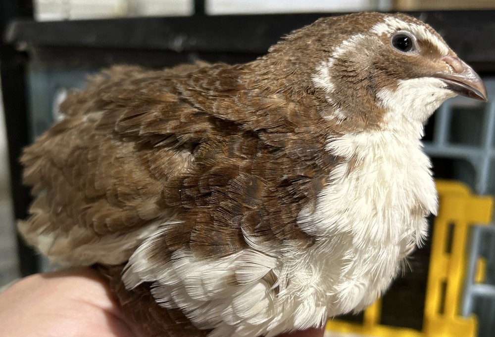 Celadon Coturnix Quail Hatching Eggs