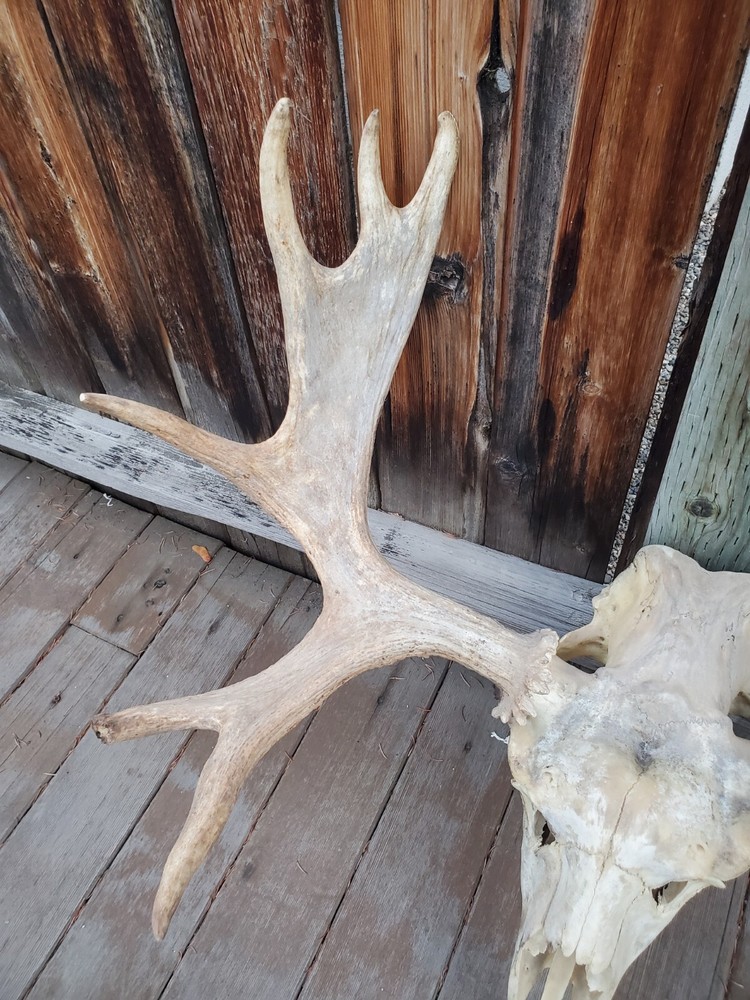Shiras Moose European Mount