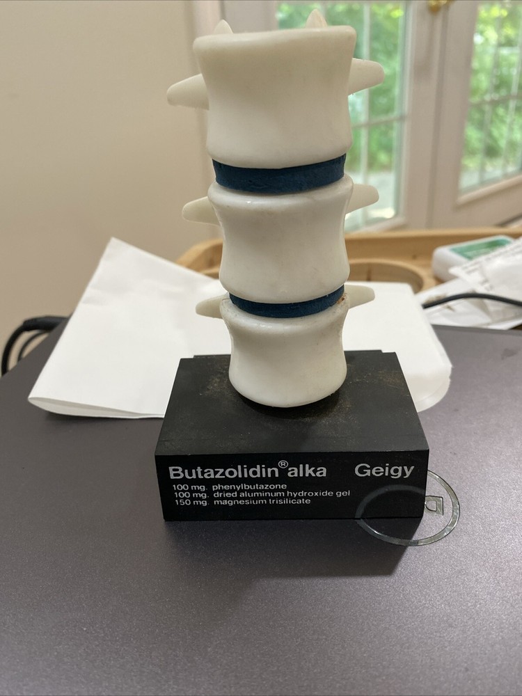 Anatomical Model Spine Vertebrae  Height Educational Plastic Movable
