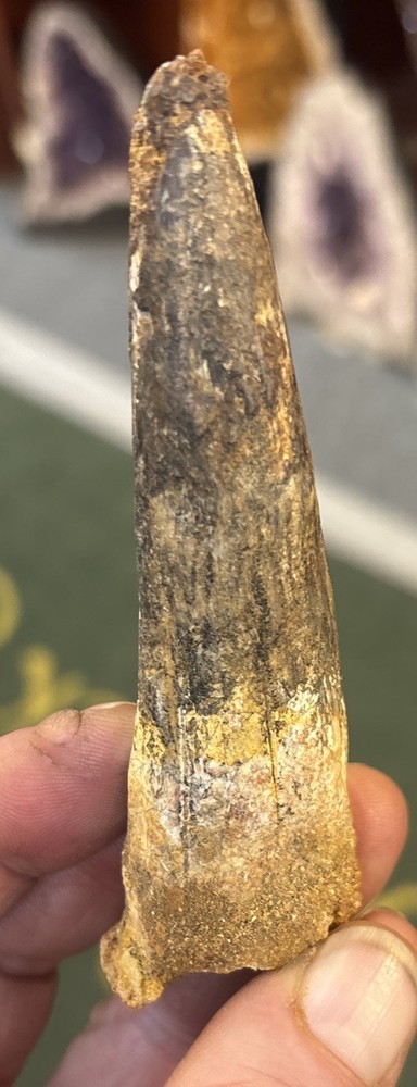 Authentic 4 1/8” Spinosaurus Tooth Fossil