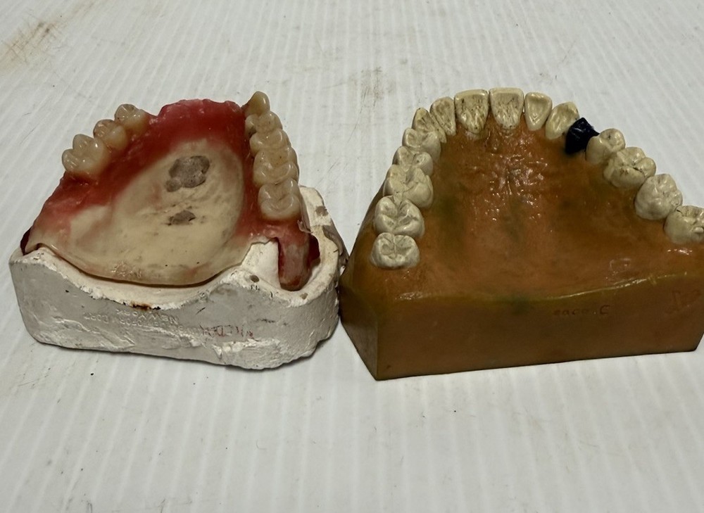 Lot of 2 typodont educational teeth