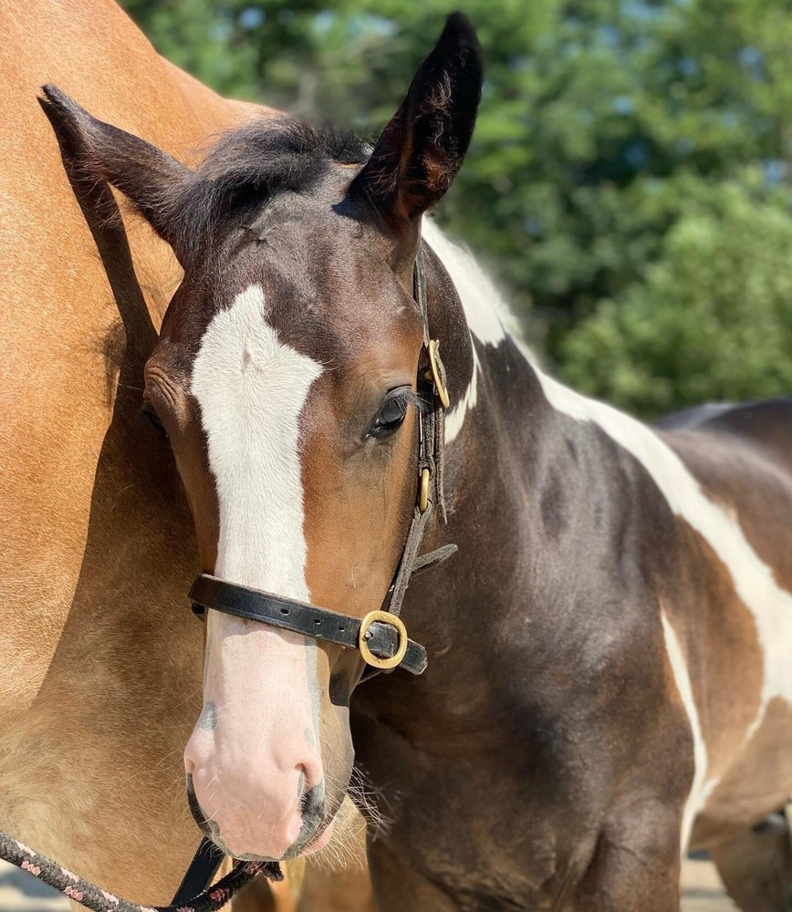Leaders Foal Size Leather Halter!