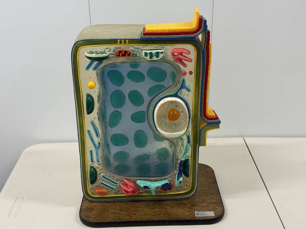 STACO Deluxe Plant Cell Model