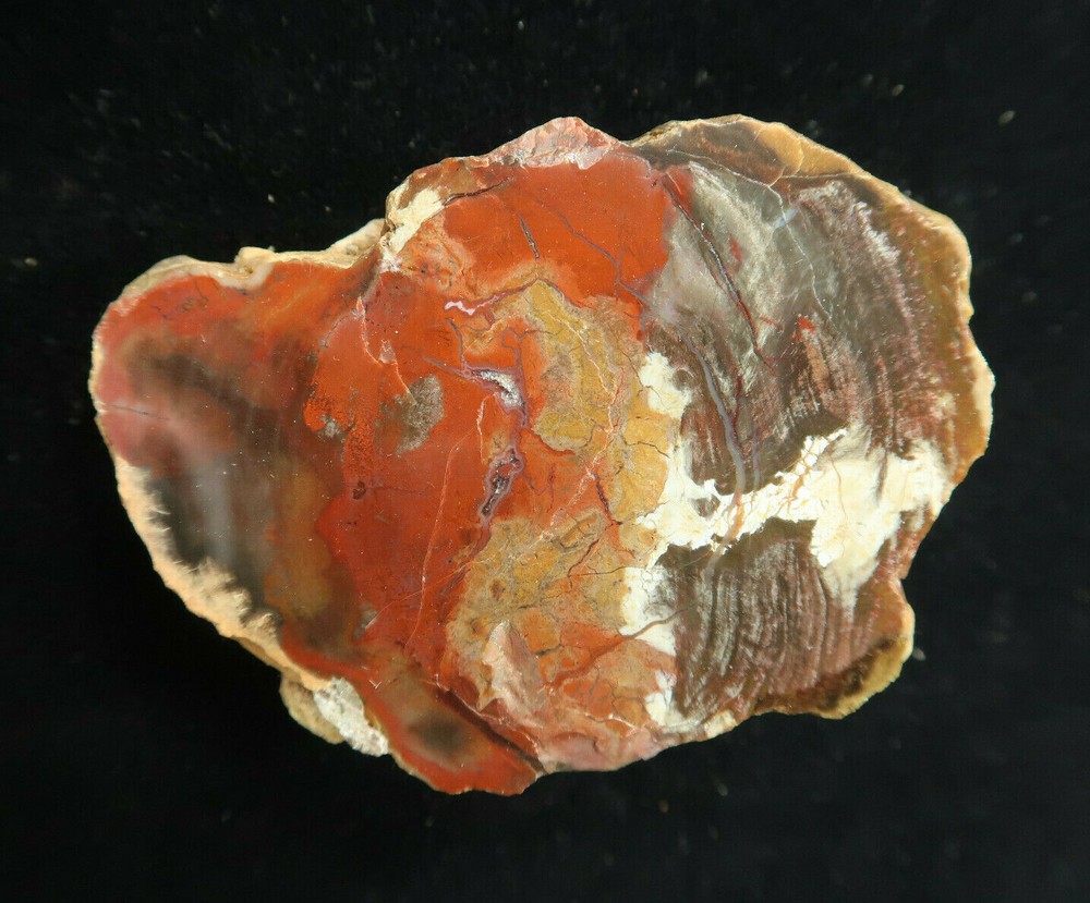 Petrified Wood Round Circle Cliffs Utah Polished
