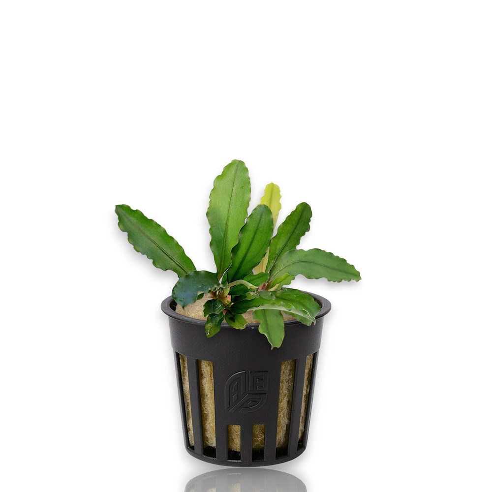 Bucephalandra Maestro Blue