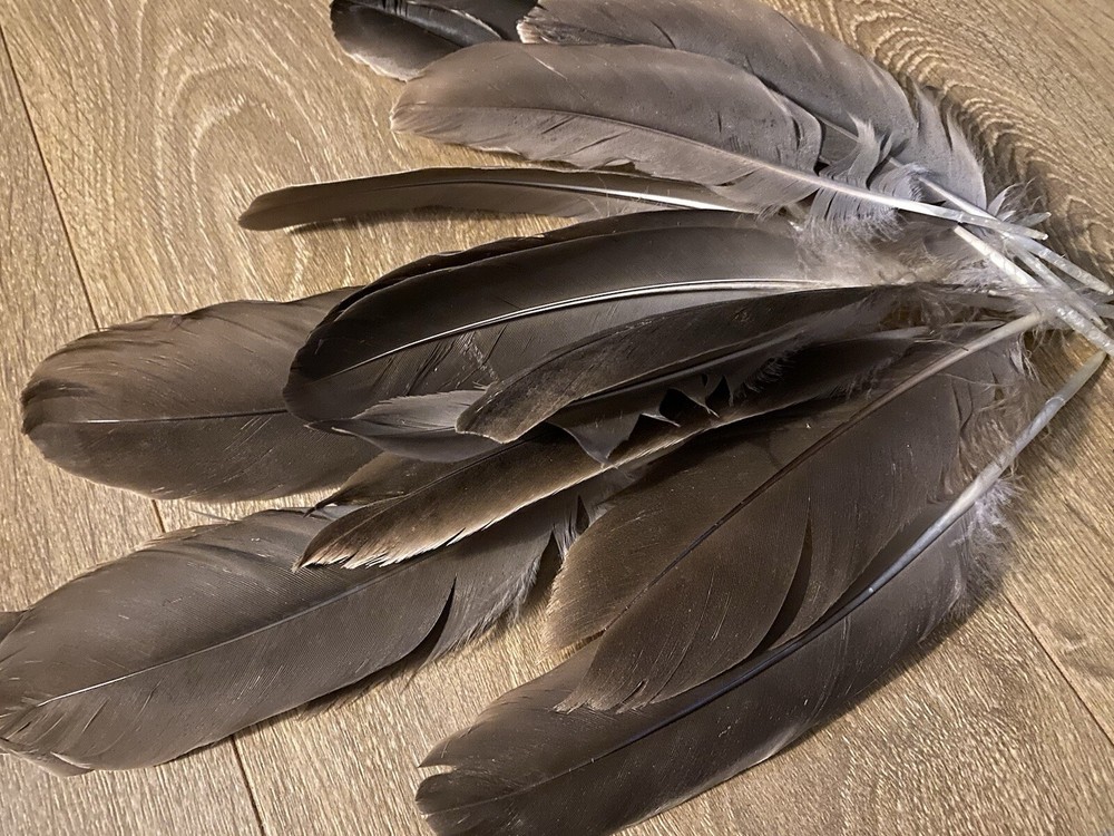 Medium/Large Canada Goose feather / Natural Real Feathet