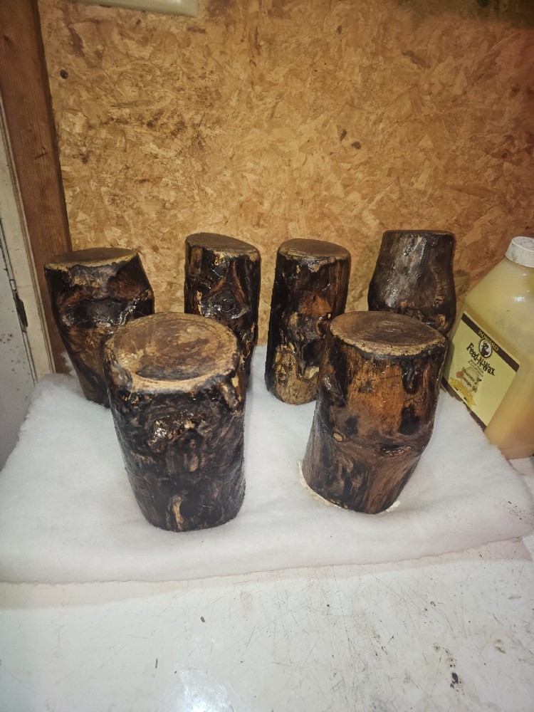 White Ash Trunk Eye Scars