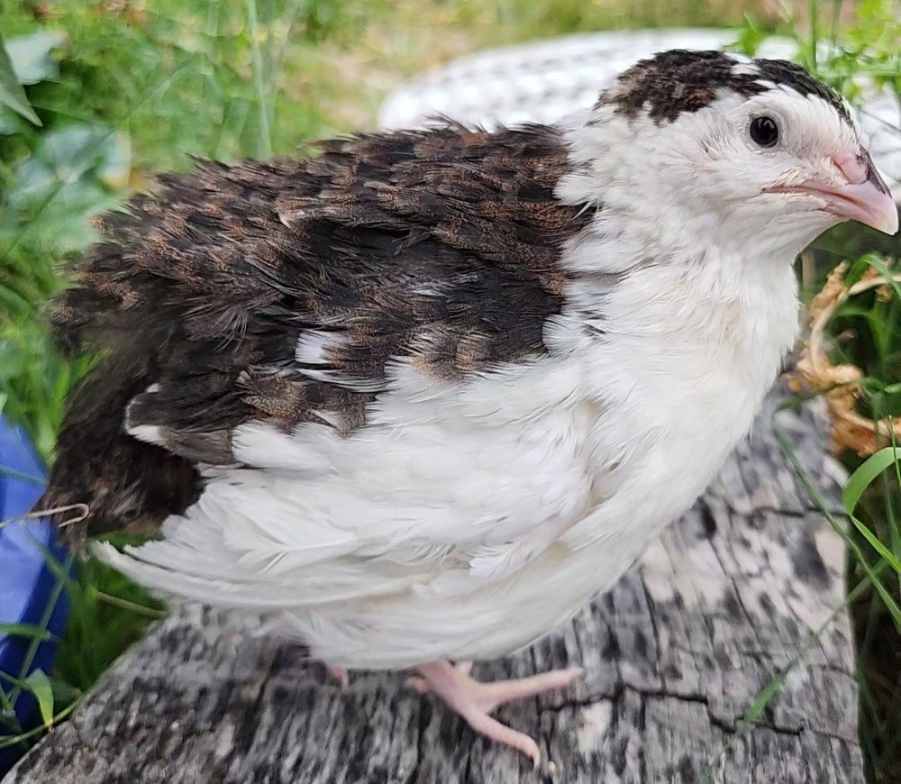 12+ Celadon Hatching Eggs