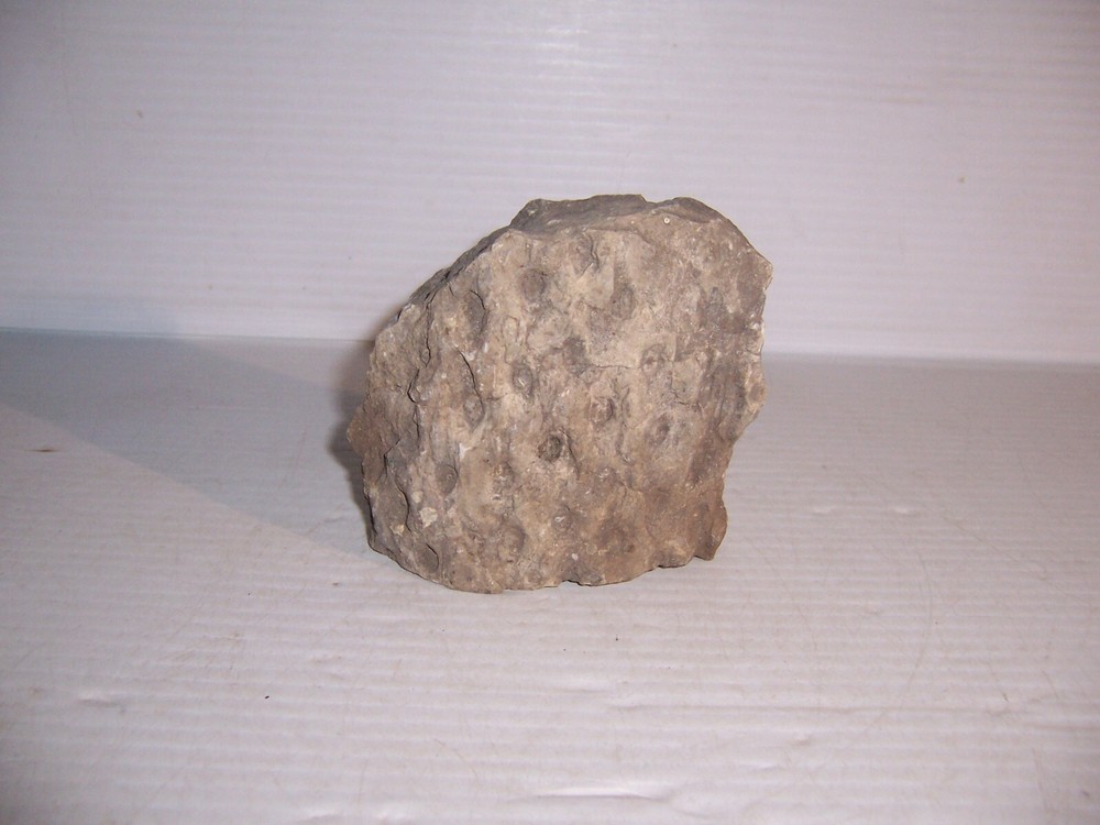 Lepidodendron Mississippian Period Fossilized Tree Root