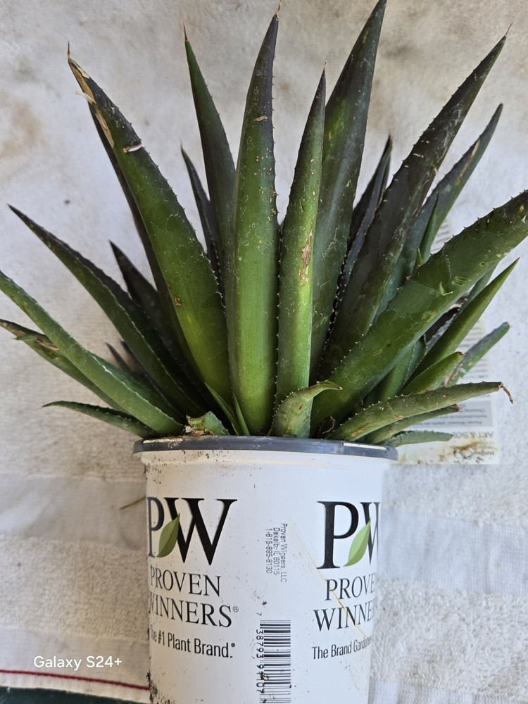 1 Large MANGAVE - THUNDERBIRD...as pictured SALE