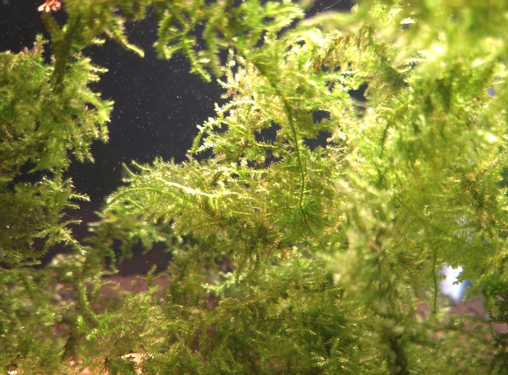 Triangle Moss Live Aquatic Moss Live Arrival Guarantee