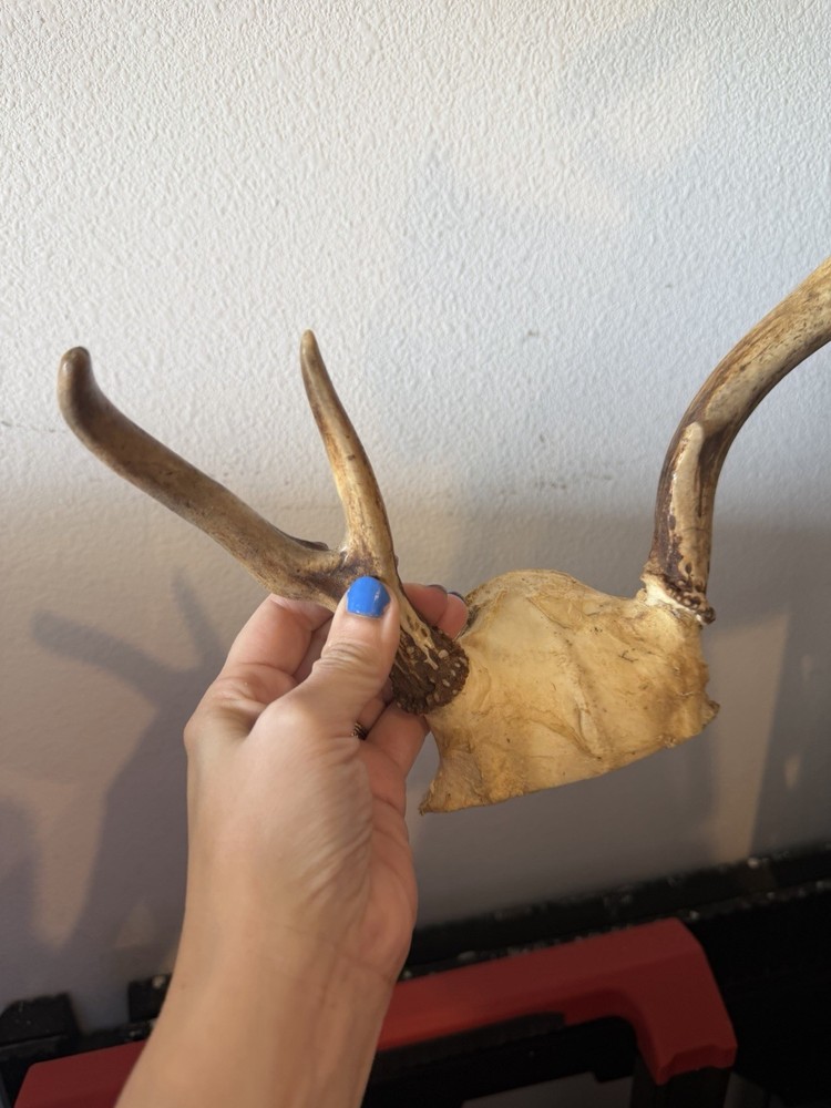Deer Antlers