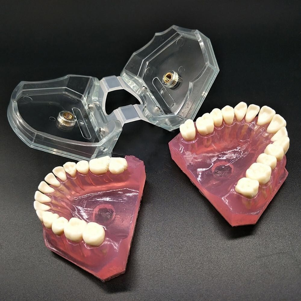 Dental Typodont Practice Study Standard Teeth Model 28 Pcs Removable Teeth M7008