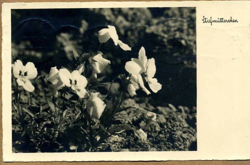 Latvia 1932 Greetings Postcard w/Machine Cancel