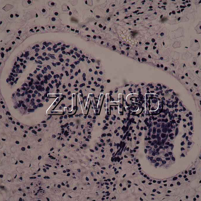 100pcs Glass Prepared Basic Science Microscope Slides Sample Biology Pathology