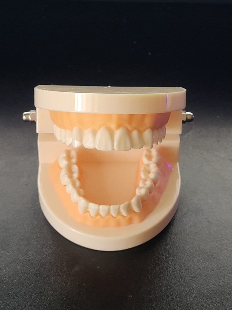 Dental Typodont Study Model - Fixed Teeth