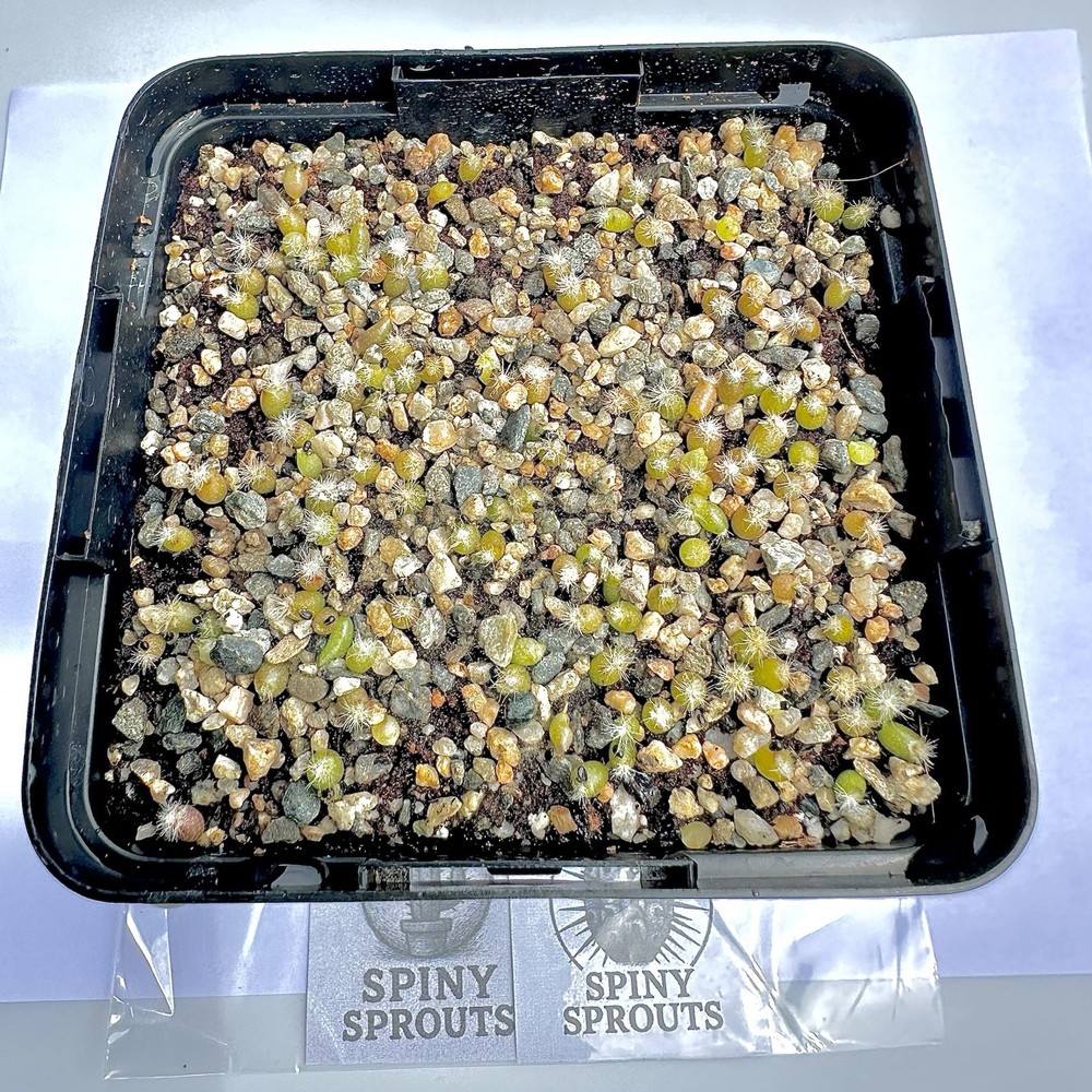 4 Layer System Cactus Seed Sowing Germination Mix Soil Kit Mycorrhizae 1 QUART