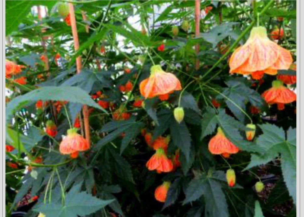 Tiger Eye Abutilon Flowering Maple SMALL ROOTED STARTER Plant