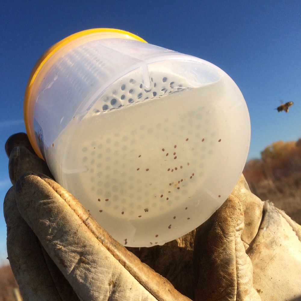 Monitoring Check Bottle Beekeeping Mite Detection Boxs Beekeeper ApicultureTools