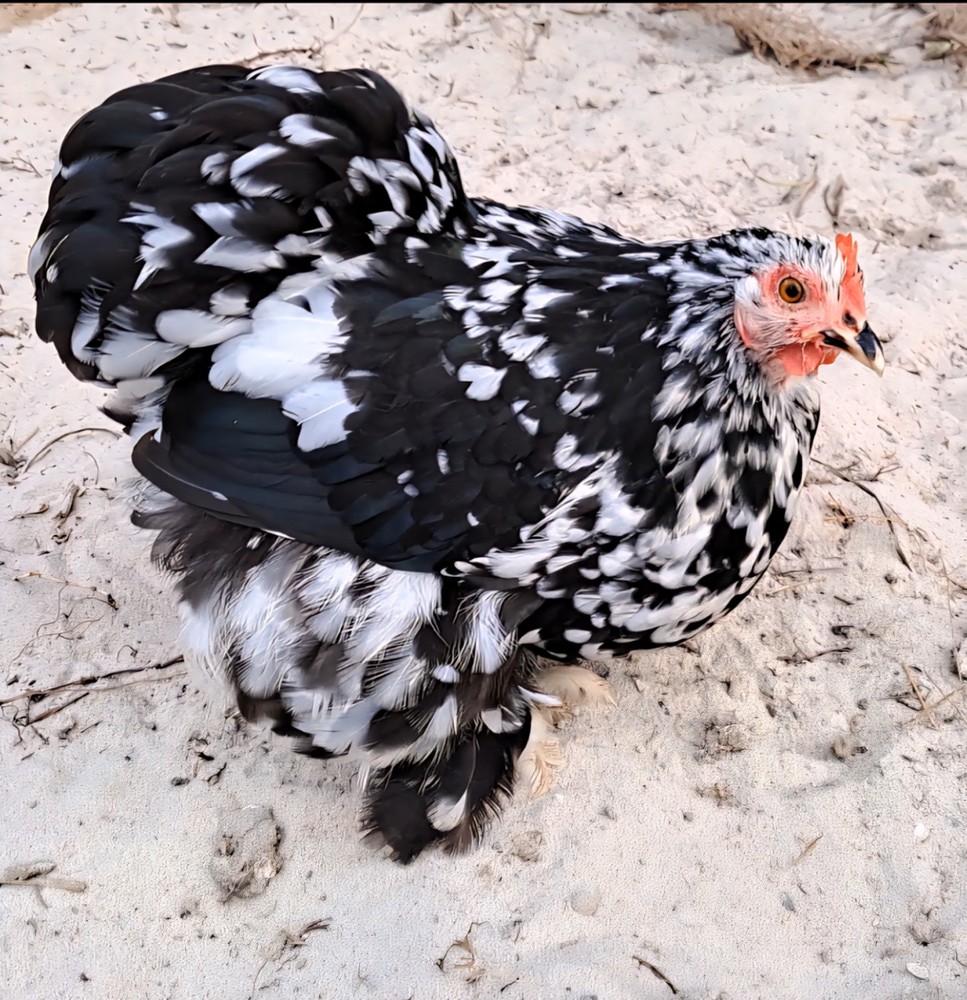 1 Dozen Bantam Cochin Hatching Eggs