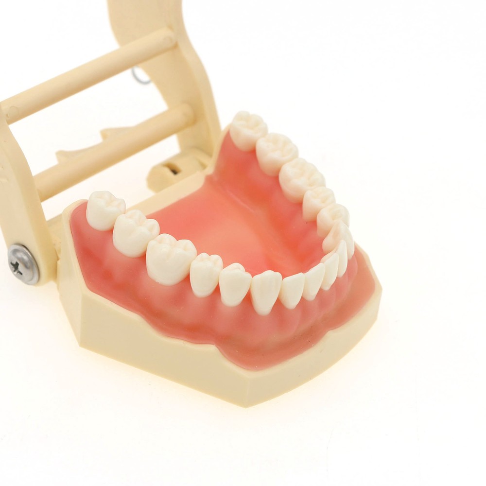 Frasaco AG3 Compatible Typodont 32 Type Screw-In Teeth & Restorative Simulation