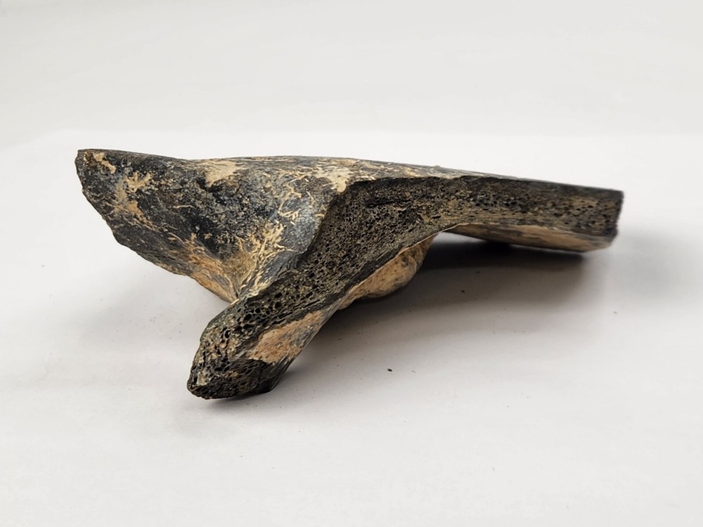 Pathological Turtle Shell Fossil - Florida