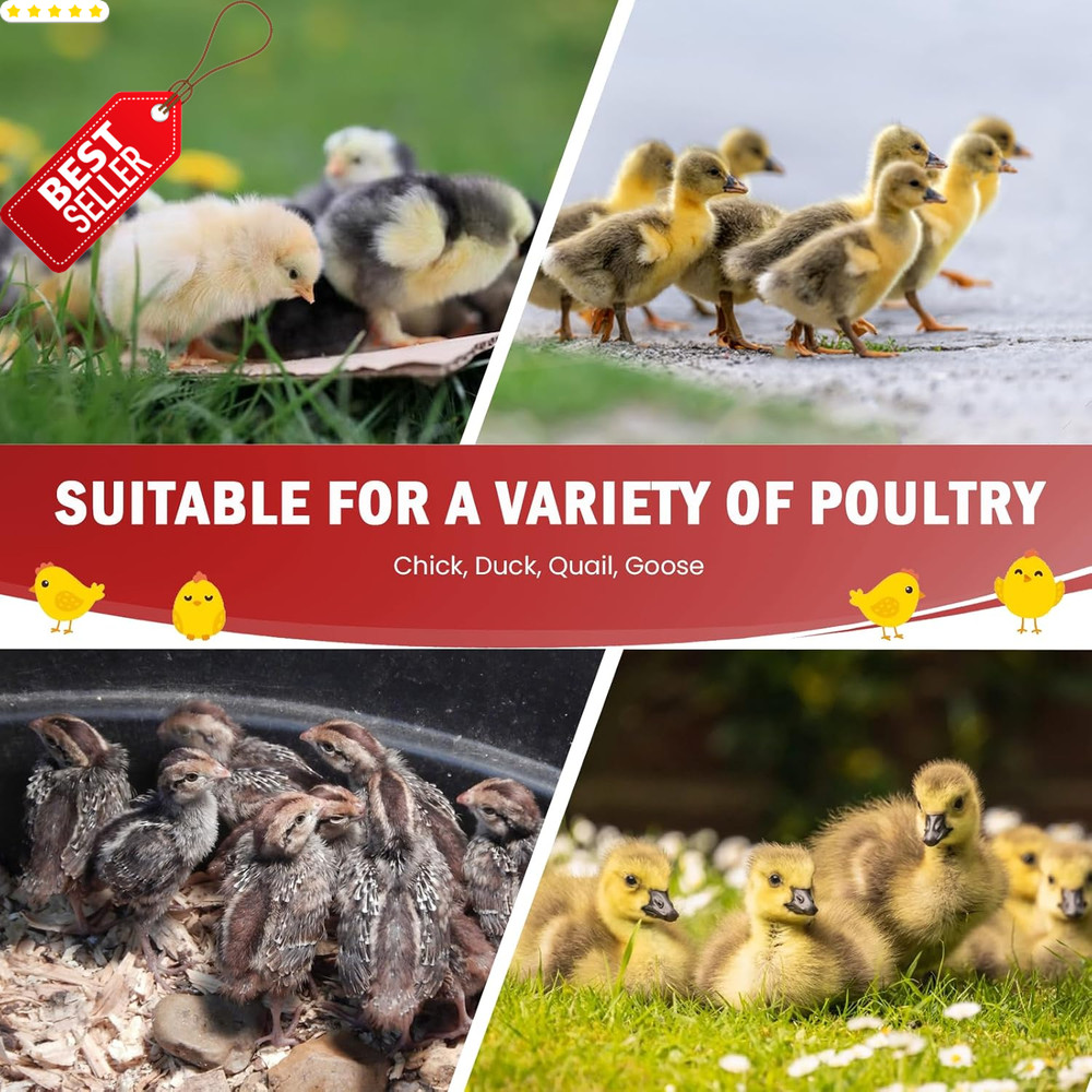 Chick Brooder Box Kit Up to 15 Chick Duck Quail Red Brooding Pen - US