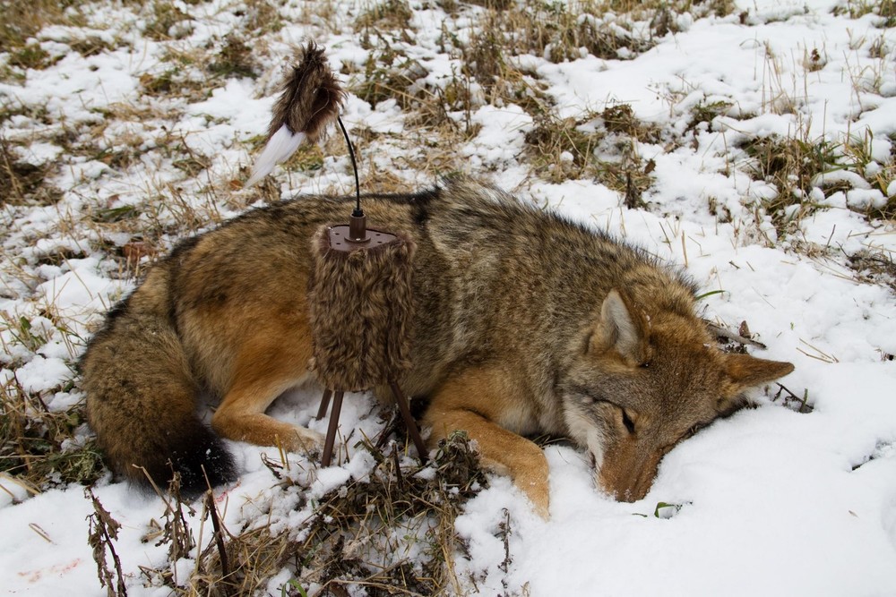 MOJO Outdoors Critter Call Decoy - Calling System for Successful Predator/Coy...