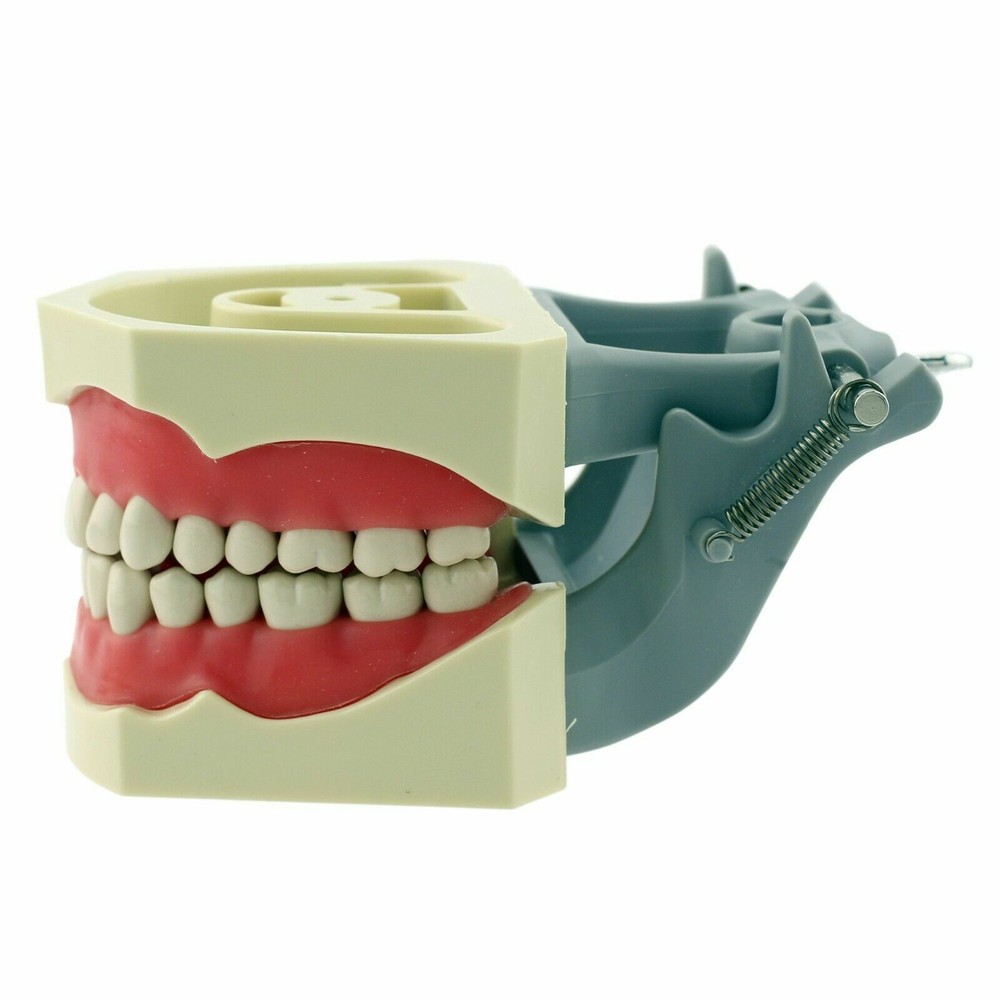 Columbia Dentoform Dental Typodont Model 32pcs Removable Teeth Soft Gingiva