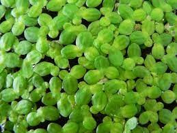 Duckweed (Lemma Minor)