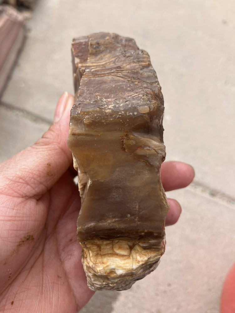 Petrified Wood , Fluorescent Under UV Light