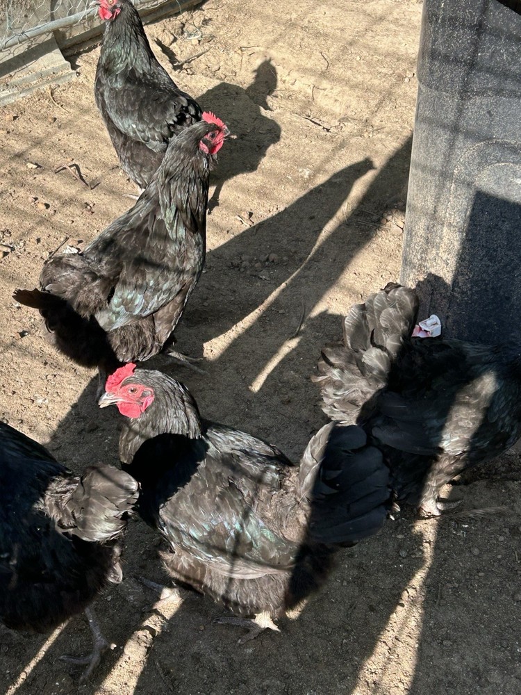 12 Black Australorp Hatching Eggs Pure