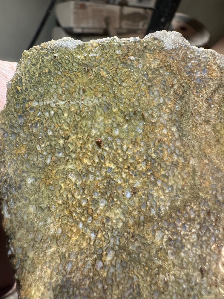Dinosaur bone rough **hxtled slab.