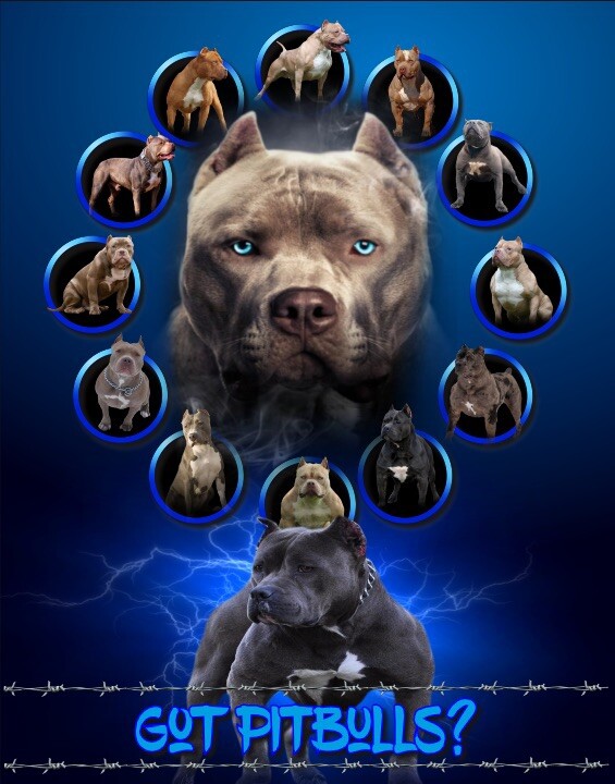 PIT BULL TERRIER